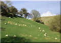 Grazing east of Builth Wells, Powys