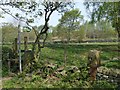 Old Gateposts