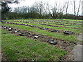 Old cemetery for Whittingham Hospital