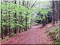 Atholl Woods Path in spring