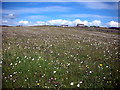 Wild Flower Meadow in June