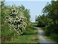 Path, Hornchurch Country Park