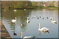 Waterfowl on Gun Knowe Loch, Tweedbank