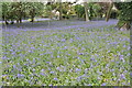 Bluebells beside the A4104