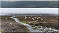 Minor stream entering Camas na Cille of Loch Linnhe