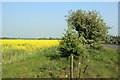 Oilseed Rape Field, A414