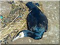 Cormorant on Garlieston Beach