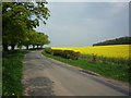 Rape fields