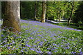 Bluebells in Yatton Wood