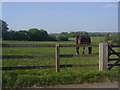 Horse in field, Codmore Wood Road