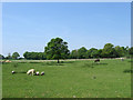 Barn Field