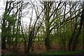 Coppiced trees, Dunsfold Rd