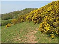 Gorse in bloom