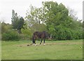 Horse grazing - off Ranelagh Avenue