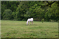 Rural scenery between Ashingdon & Hockley