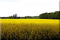 Field of rape near Clifton Hampden