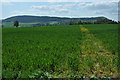 Footpath through a cereal field, Bury Hill