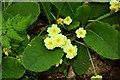 Primroses by Queenford Farm