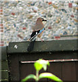 Jay (Garrulus glandarius) on a gate