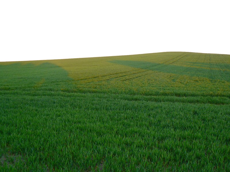 Cereal crop on Lammy Down, Swindon © Brian Robert Marshall :: Geograph ...