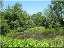 TQ3051 : Nutfield Marsh Pond by Stephen Craven