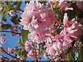 Cherry blossom in Alexandra Park