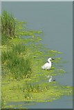SZ8697 : Little Egret on Bremere Rife by Glyn Baker