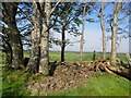 Inside the Hillfort