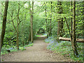 Path in Nellington Wood
