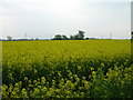 SE6353 : Crop field off Bad Bargain Lane by JThomas