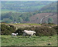 Sheep near the car park in Cleehill