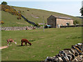 Barn and field at Fell House - with camelids