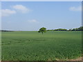 Lone tree, near West Dean