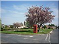 Cherry blossom in Tholthorpe