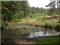 Canford Heath, pond