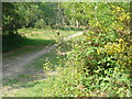 Path on Holmwood Common