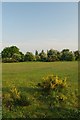 Orsett Golf Course from Footpath 46