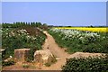 Bridleway to Marsh Baldon