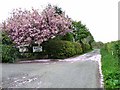 NY3968 : Carpet of cherry blossom by Oliver Dixon