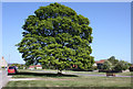 Mature tree on Fadmoor Green