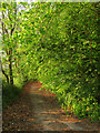 Old Track to Hospital Farm