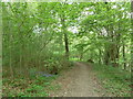 Bluebells in Botley Wood