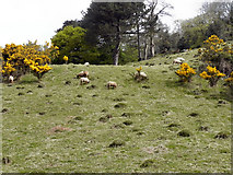 SC4384 : Sheep Farming, Glen Mooar by David Dixon