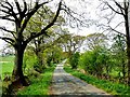 NY5070 : Tree-lined road near Pattie's Hill Farm by Oliver Dixon