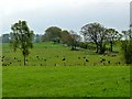 NY5070 : Fields near Pattie's Hill Farm by Oliver Dixon