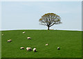 SD5691 : Sheep grazing north of Millrigg by Karl and Ali