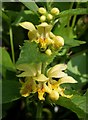 Yellow archangel near Lydia Bridge