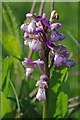 Orchid in Horndon Meadow