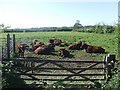 Cows in Field, Willingham Fen,Lincoln