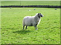 SE0699 : Swaledale ewe, Marrick by Maigheach-gheal